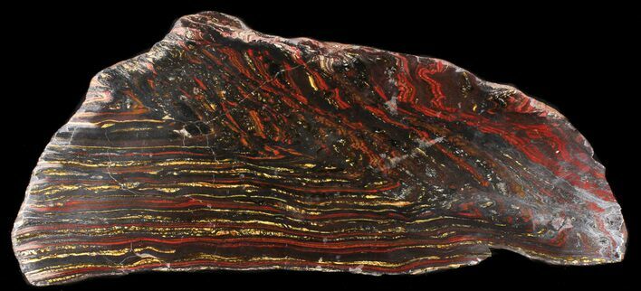 Polished Tiger Iron Stromatolite - ( Billion Years) #38910
